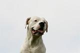 DOGUE ARGENTIN 439